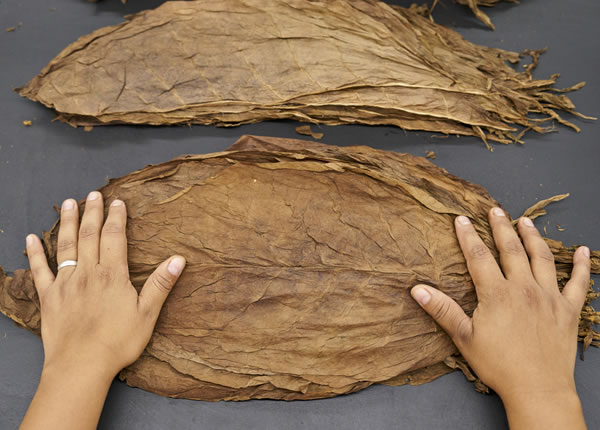 Tabaco