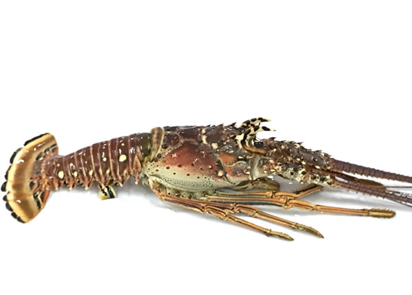 Langosta